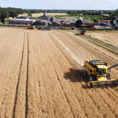 Harvest of wheat in Eight Ash Green with combine harvester