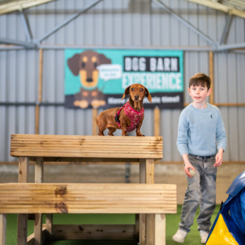 Walking Dog in a Barn