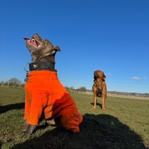 Enclose dog walking space